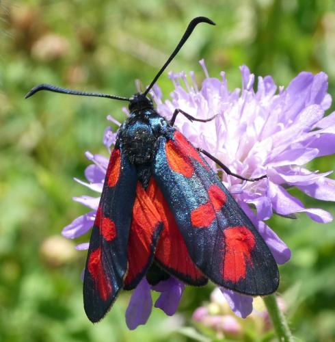 Réf. 206 900 : Zygaena filipendulae